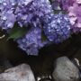 Hydrangea Macrophylla – Endless Summer® – #3 Container